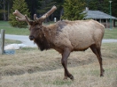17-mei-Elk-Campground Banff
